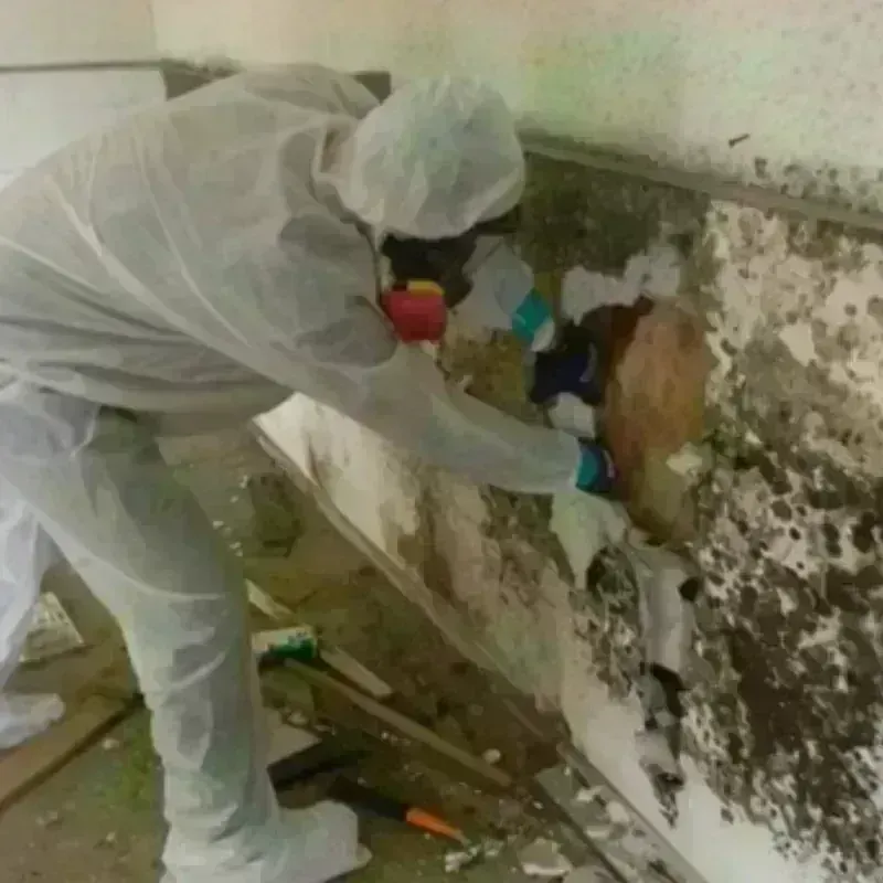 Mold Remediation and Removal in Somers, CT